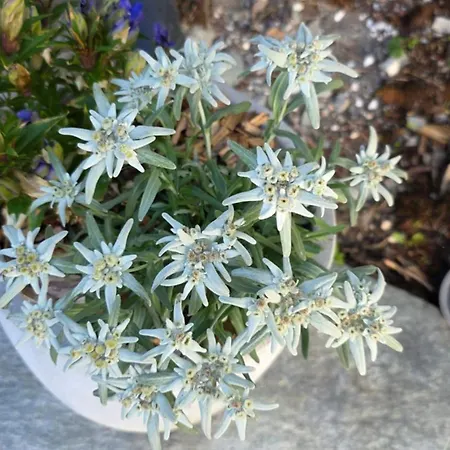 Semesterbostad Lonys Wanderlust Nahe Zermatt *