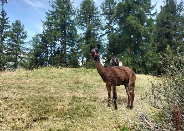 Lonys Wanderlust Nahe Zermatt