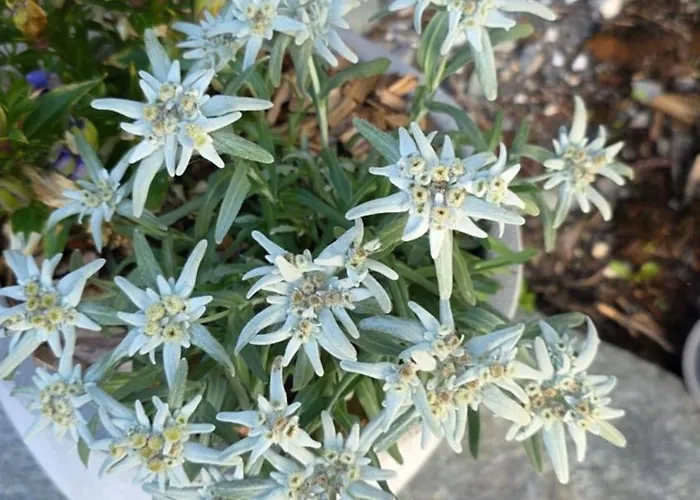 Dom wakacyjny Lonys Wanderlust Nahe Zermatt *