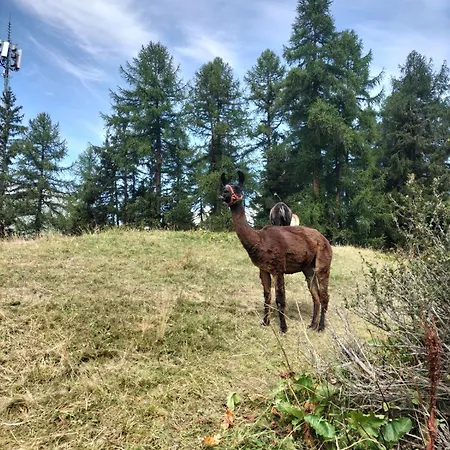 Lonys Wanderlust Nahe Zermatt