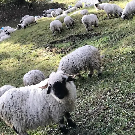 Lonys Wanderlust Nahe Zermatt * Sankt Niklaus
